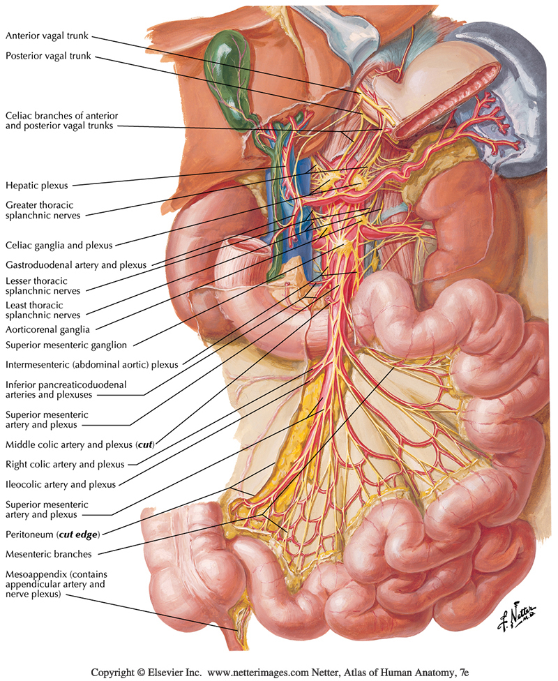 Superior Mesenteric Artery And Vein